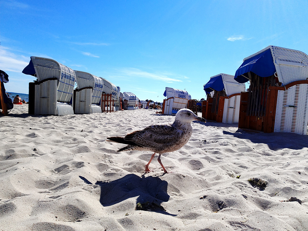 Möwe vor bunten Strandkörben am sonnigen Ostseestrand